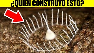 Impresionantes Estructuras Hechas Por Insectos [upl. by Marilee869]