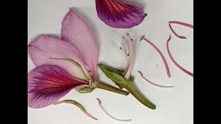 Identifying Parts of a Flower Dissecting [upl. by Ahsinan]