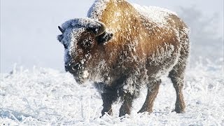 Yellowstone In Winter HD [upl. by Airalednac29]