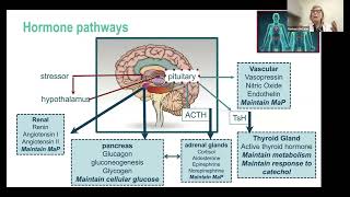 Endocrine emergencies [upl. by Olette]