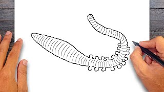 How to draw Bristle Worm  Annelids Drawing [upl. by Sonitnatsnok]