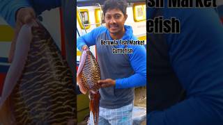 Cuttlefish  Fish Market Beruwala  fishcutting beruwalafishmarket shorts [upl. by Fiore166]