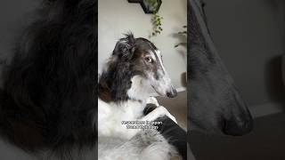 only the facts research borzoi sideeye dogs trending cooldog dogbreed shortsyoutube [upl. by Sicard]