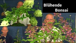 Blühende Bonsai im Sommer und Rückschnitt eines immergrünen Bonsai [upl. by Calla]