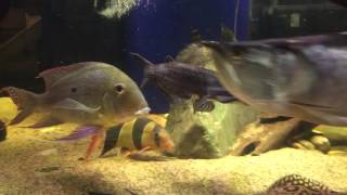 Ageneiosus marmoratus and other Monster Fish [upl. by Fotzsyzrk828]