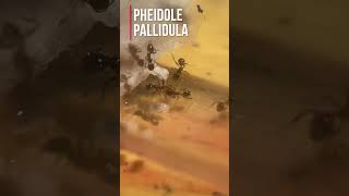 My Pheidole Pallidula big headed ants Colony ants antkeeping insects antscolony [upl. by Laddie]