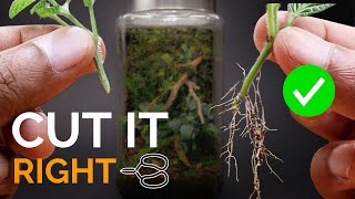 How to take plant cuttings the right way for terrariums [upl. by Hovey]