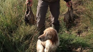 Chasse au petit gibier 202324 faisans lièvres canards  perdreaux [upl. by Ethan]