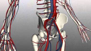 Veins of the body  PART 2  Anatomy Tutorial [upl. by Ardnoel]