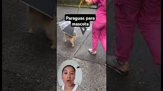 Paraguas para mascota reels tendencias paraguas mascotas tendencias reelsvideo reels [upl. by Harutak]