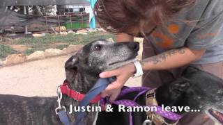 SIX lucky galgos leave for new homes to the USA [upl. by Ahseket]