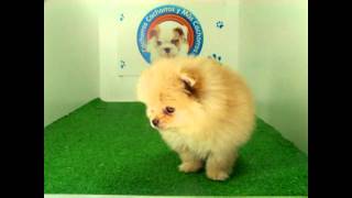 venta de perros cachorros de raza Pomerania miniatura Hembra [upl. by Adnilemreh]