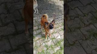 dog sound video  dog barking  dog voice sound  dog funny  dog comedy shorts [upl. by Tillman]