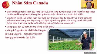 Hàm lượng Ginsenoside hoạt chất sinh học quí của nhân sâm Canada lên đến 96 [upl. by Mendes]