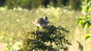 Alauda arvensis Eurasian Skylark [upl. by Cynthia]