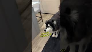 Watch my husky yell at me for taking too long… Husky DogVideos Huskies ￼ [upl. by Oslec627]