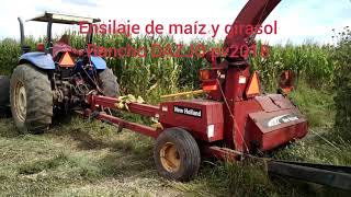 Ensilaje de maíz y girasol pv2018 Zacatecas  Forage production of corn and sunflower [upl. by Immot770]