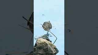 Dunlin  Кіркун вялікі birdwatching bird birdenthusiast wildlife urbanbirding [upl. by Arlina519]