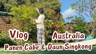 AUSTRALIA VLOG  PANEN HASIL KEBUN YANG PUNYA RUMAH  MASAK BEKAL KE RUMAH SAKIT [upl. by Eyt]