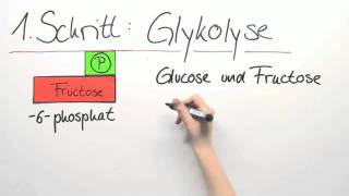 Die Atmung Glykolyse und Citronensäurezyklus  Biologie  Der Mensch [upl. by Yla760]