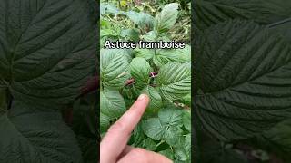 Astuce framboise 🌱 jardinage potager fruit permaculture entretien [upl. by Nightingale]