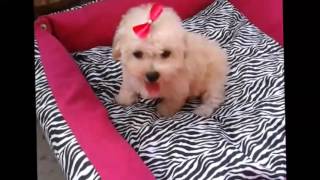 cutedogs poodletoy CANIL DE POODLE ESPECIALIZADO EM POODLE MICRO E POODLE TOY LOVPUPPIES KENNEL [upl. by Okomot]