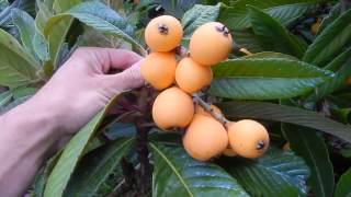 The Loquat  Eriobotrya japonica [upl. by Intosh]