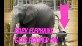 Baby elephant gets pooped on [upl. by Eadahc]