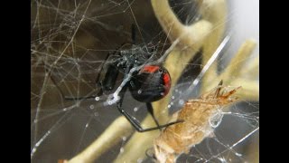 Redback Spider Female  Enclosure Set Up and Hunting [upl. by Landry]