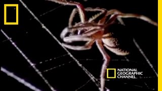 Spider Kills Bat  National Geographic [upl. by Nonnahsal]