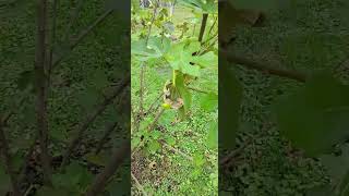 Brown Turkey Fig Update 7AB Super Vigorous Variety [upl. by Enelad387]