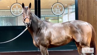 Life Is Good The Newest Addition at WinStar Farm [upl. by Fiann]