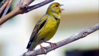 ♫ Canario Silvestre  Serinus Canaria  Canary Wild ஜ [upl. by Yrelbmik]