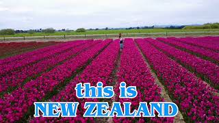 Tulip 🌷🌷Season New Zealand [upl. by Fattal]