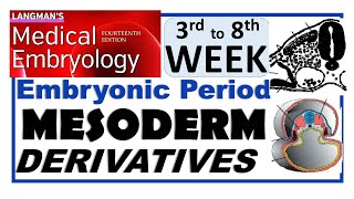 Langman Chapter06PartII  MESODERM Derivatives  Embryonic Period 3rd to 8th Week [upl. by Billye]