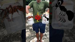 Red Ants vs Black Ants 🐜 shorts youtubeshorts experiment [upl. by Monsour]