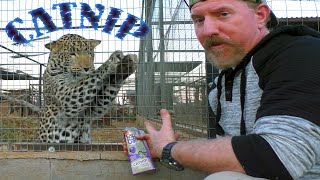 What Do African BIG Cats amp Species Think About CATNIP  Cheetah Leopard Serval Caracal Meerkat Wolf [upl. by Winchell]