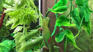 Gold Dust Day Gecko  Phelsuma Laticauda [upl. by Naillimixam395]