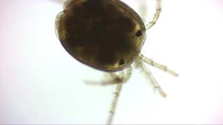 Water Mite  Acari Hydrachnidia [upl. by Freemon767]