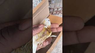 Billi Ki Vajese Budgies Ka Bachha Ab Hamare Bich Nhi Raha😭budgies chicksminivlog birds yavatmal [upl. by Hungarian41]