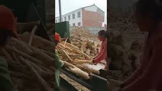 Wood chipper slicer machine large double roller poplar wood peeling machine trough type peeling [upl. by Kenneth415]