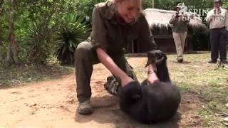 The Aspinall Foundation Saves Orphaned Gorilla Loukolela [upl. by Safoelc]