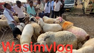 Amingad kids sheep farming information in Amingad market wasimvlog sheep amingadsheepmarket [upl. by Alva]