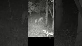 Fawn amp Mom Early Breakfast 8282024 shorts trailcam deer fawn [upl. by Curran404]