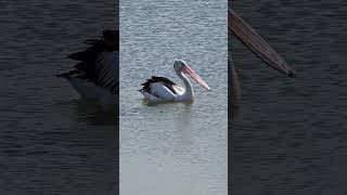 Pelicans at Theodolite Creek boat ramp [upl. by Nywrad]