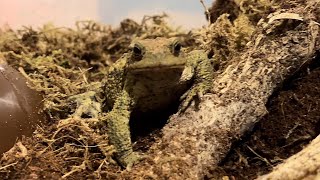 BORSALINO  Common Toad  Bufo Bufo  spotlight 141024 [upl. by Isdnil335]