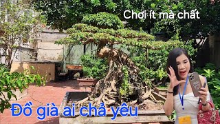 Cây sanh dáng phượng vũ rất đẹp của em Minh Chương Mỹ [upl. by Ardnuaek665]