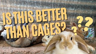 Why You Should Raise Meat Rabbits in a Colony Pros and Cons [upl. by Annuhsal]