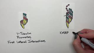 Building the cytoskeleton Molecular mechanisms of microtubule nucleation [upl. by Airdnek275]