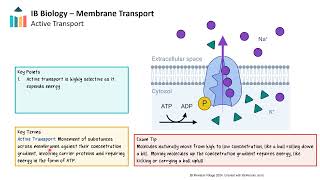 Membrane Transport IB Biology SLHL [upl. by Camfort360]